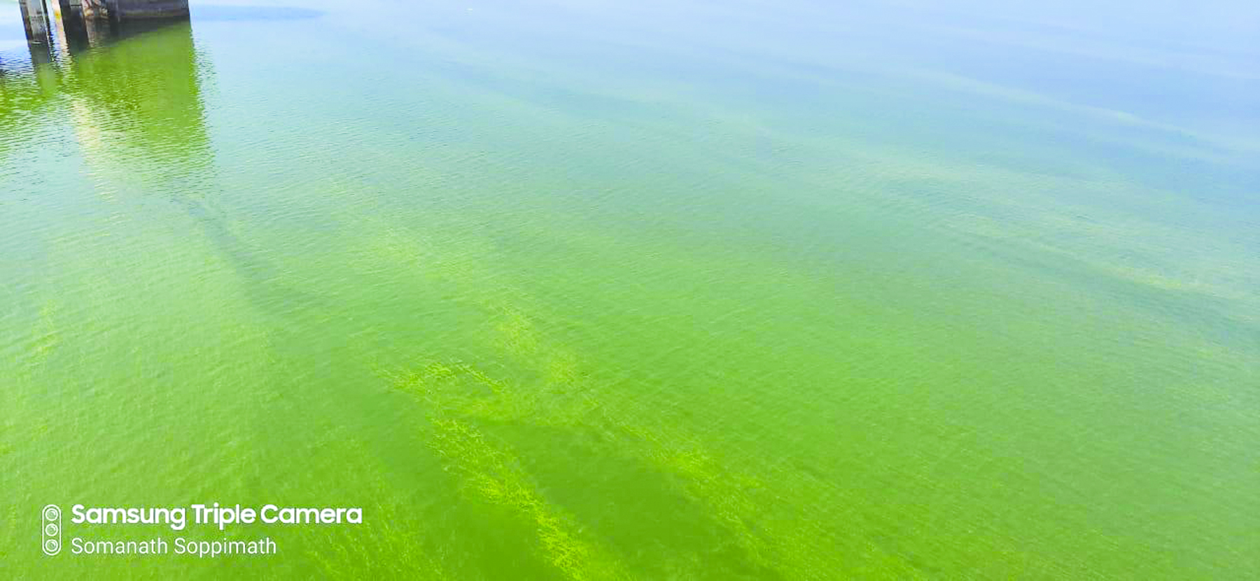 ನೀರು ಕಲುಷಿತ: ದುನರ್ಾತ ಹರಡುತ್ತಿರುವ ಮಲಪ್ರಭೆ